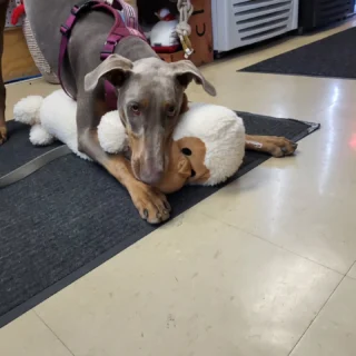 Jersey came in today and found a new pal. Her mom wasn't planning on buying another toy, but Jersey was in love.

#dogsandstuffies #dogtoysharrisburg #dogloversofinstagram #petloutoys