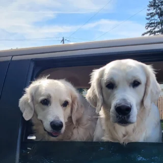 Baxter and Finnegan visited yesterday with their humans. Two delightful gentlemen who give drive-by face licks. It's so fun to see our pet customers. If you bring your pet and they don't come in the store, we are happy to go out and meet them with a treat. 

#bringyourpetshopping #doglife #goldensarethebest #goldenretrieverlove #doggiedrivethrough #harrisburgpetstore