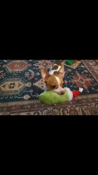 Rowan is pretty happy that Santa visited his new house. 

#chihuahuasofinstagram #ChristmasPets #chihuahualovers #chihuahuasareclowns