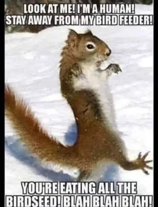 Don't forget to feed the squirrels! (If you're into that sort of thing.) We have peanuts and sunflower seeds. If you only want to feed the birds (good luck with that) we have regular bird seed and suet, too.

#birdseedharrisburg #wildbirdfood #squirrelsarehungrytoo #wildlifelovers