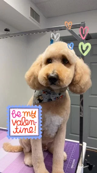 #groomingsalonharrisburg #calmgrooming #groomingforanxiousdogs #doggrooming #GroomerHarrisburg